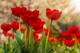 Plakat świeży natura tulipan