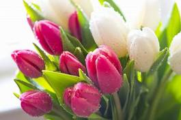 Plakat kwiat tulipan lato bukiet miłość