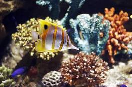Plakat ryba australia koral motyl tropikalny