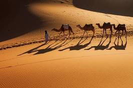 Plakat transport zwierzę arabian