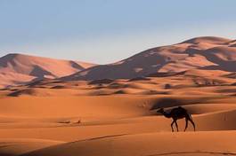 Naklejka słońce transport arabian pustynia wydma