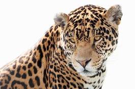 Plakat ssak kot jaguar wzór