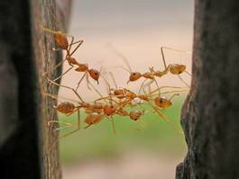 Plakat most pomoc współpracy mrówka