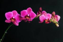 Plakat piękny kwiat gałązka tropikalny storczyk