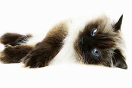 Obraz na płótnie zwierzę oko kot himalayan felino