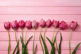 Plakat tulipan miłość piękny