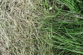 Plakat natura wiejski łąka roślina trawa