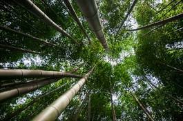 Obraz na płótnie bambus pionowy  