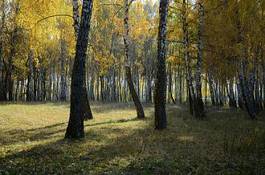 Naklejka brzoza las drzewa jesień rekreacja