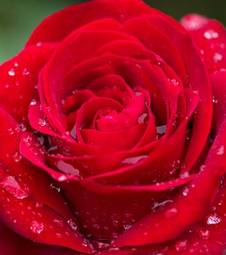 Fototapeta rosa roślina bukiet miłość francja