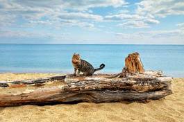 Obraz na płótnie kot nad brzegiem morza