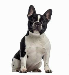 Plakat pies ssak zwierzę buldog