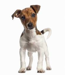 Plakat zwierzę ssak pies szczenię stojące