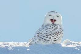 Plakat sowa zwierzę ptak śnieg natura