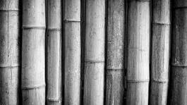 Obraz na płótnie ziarno drzewa bambus
