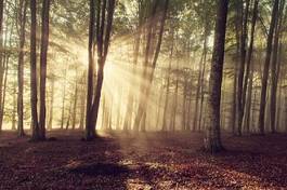 Plakat słońce jesień natura drzewa