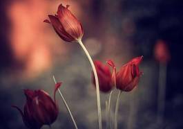 Foto zasłona świeży tulipan natura ogród