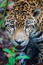 Plakat ameryka brazylia natura meksyk jaguar