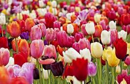 Naklejka kwiat tulipan krajobraz natura kolorowy
