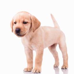 Plakat labrador ładny pies zwierzę szczenię
