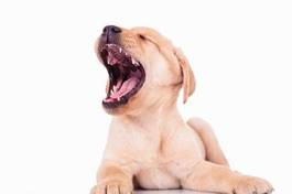 Plakat labrador ładny twarz zwierzę pies