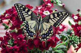 Obraz na płótnie motyl kwiat latać szczelinomierz kolor