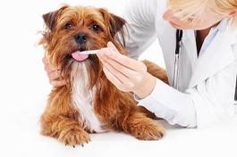 Plakat pies medycyna ludzie zwierzę zdrowy