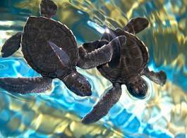 Plakat podwodne plaża ładny zwierzę tropikalny