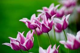 Plakat witalność obraz ogród tulipan