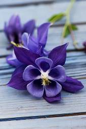 Plakat kwiat drewno niebieski fioletowy orlik