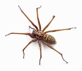 Plakat pająk natura dziki duża pajęczak