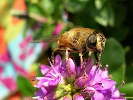 Naklejka kwiat pyłek nektar pszczelarz