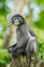 Plakat dżungla zwierzę ssak tajlandia małpa