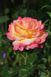 Plakat rosa roślina kwiat miłość