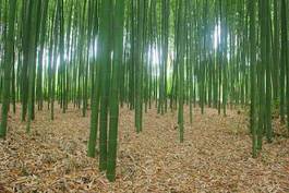 Plakat krajobraz bambus roślina naturalny liść