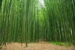 Obraz na płótnie krajobraz roślina bambus liść plener