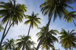 Plakat natura palma brazylia niebo tropikalny