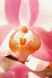 Fotoroleta pąk kwiat storczyk