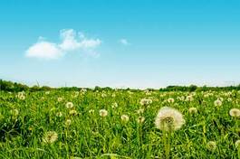 Plakat kwiat rolnictwo piękny krajobraz lato