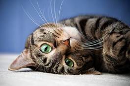 Fotoroleta ładny kociak kot zwierzę zabawa