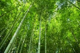 Obraz na płótnie sztuka droga dżungla bambus słońce