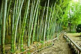 Naklejka krajobraz dżungla ogród tropikalny bambus