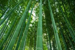 Obraz na płótnie bambus sztuka japonia
