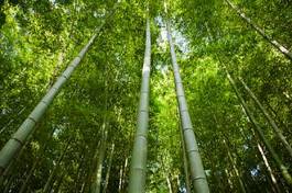 Obraz na płótnie w bambusowym lesie