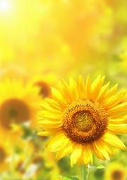Plakat słońce stokrotka roślina natura świeży