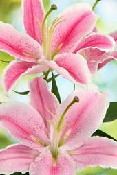 Obraz na płótnie roślina kwiat rosa