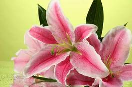 Plakat piękny kwiat roślina natura miłość