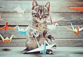 Fotoroleta kociak bawi się ptaszkami origami