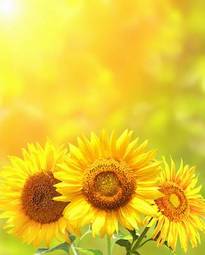Plakat wiejski słonecznik kwiat roślina