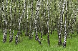 Plakat drzewa las brzoza trawa krajobraz